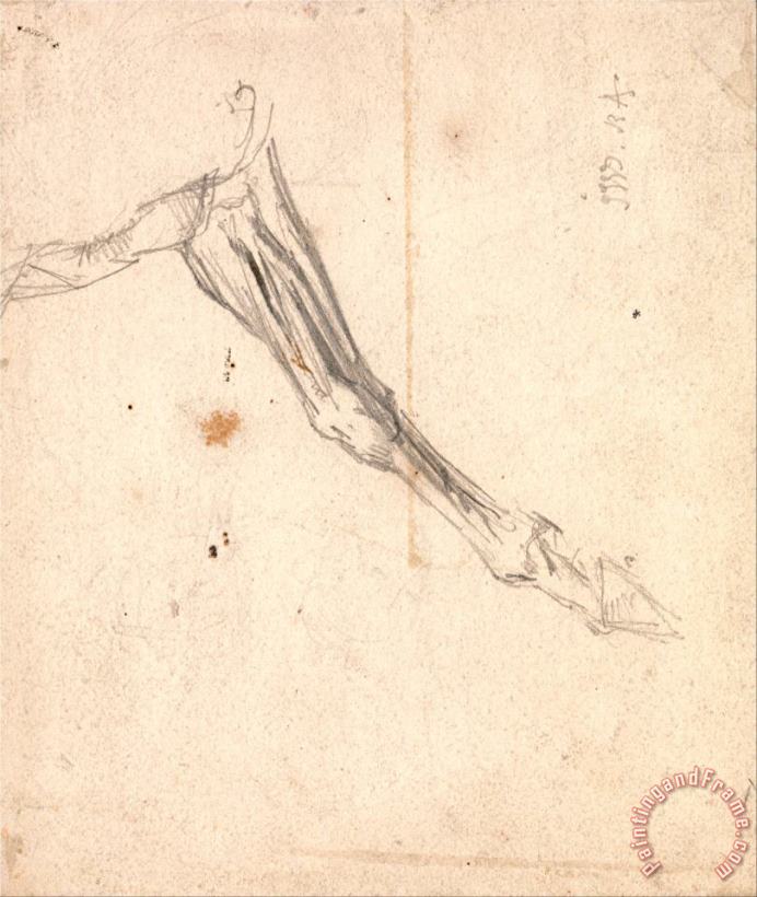 Horse's Foreleg Possibly a Study for 