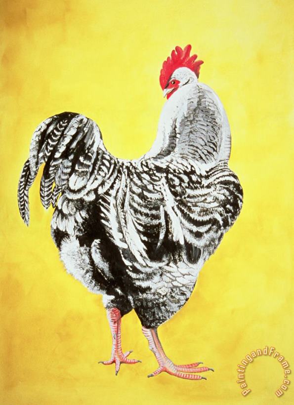Jeanne Maze Maran Cockrel Art Print