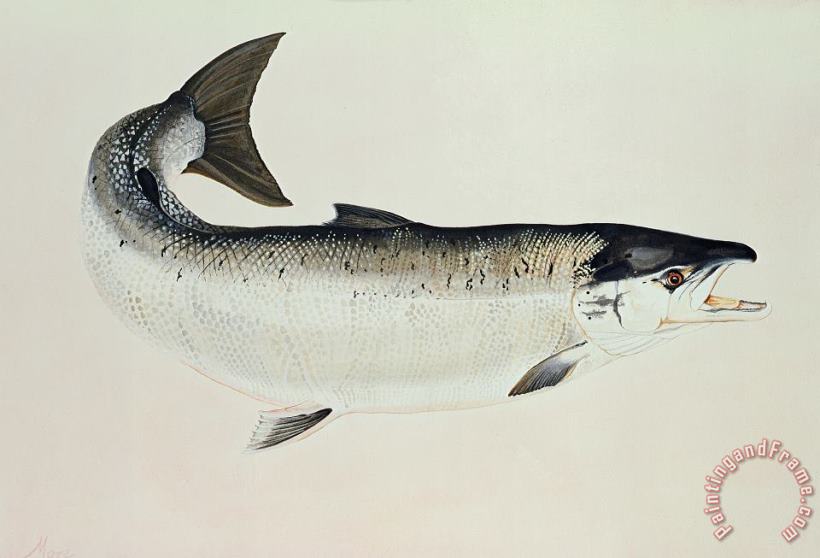 Salmon painting - Jeanne Maze Salmon Art Print
