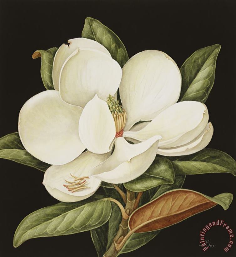 Jenny Barron Magnolia Grandiflora Art Painting
