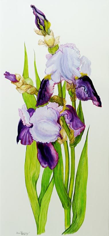 Joan Thewsey Mauve And Purple Irises With Two Buds Art Print