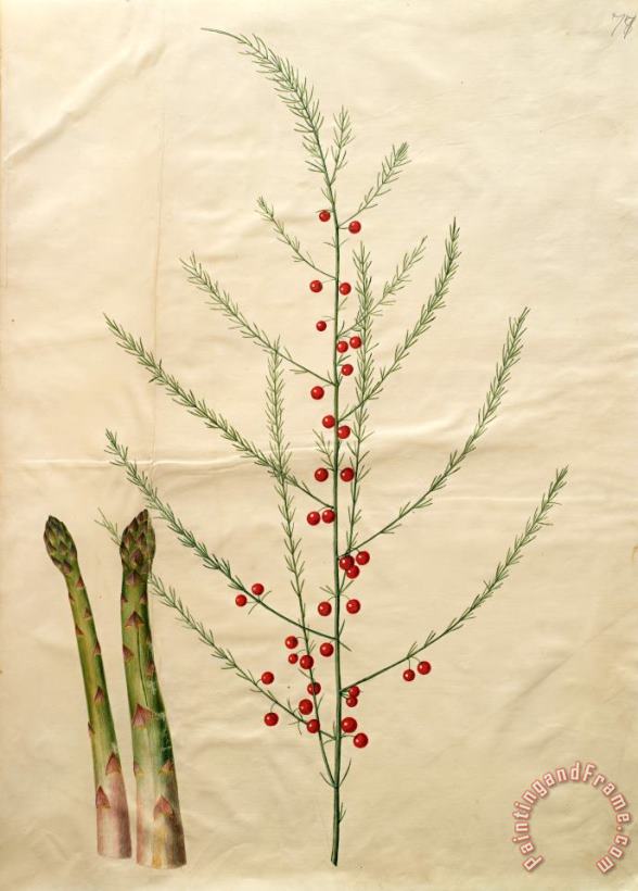 Johannes Simon Holtzbecher Asparagus Officinalis Art Print