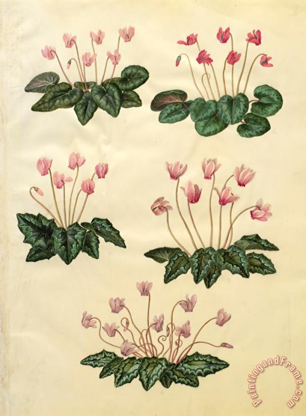 Johannes Simon Holtzbecher Cyclamen Purpurascens; Cyclamen Hederifolium Art Print