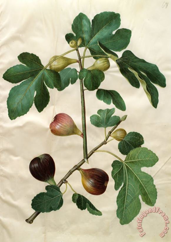 Johannes Simon Holtzbecher Ficus Carica Art Painting