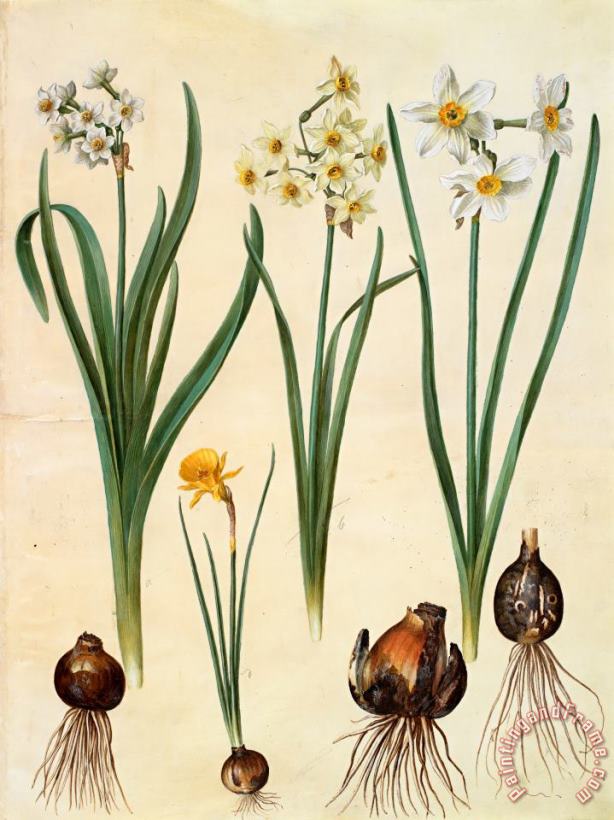 Narcissus Tazetta; Narcissus Orientalis; Corbularia Bulbocodium painting - Johannes Simon Holtzbecher Narcissus Tazetta; Narcissus Orientalis; Corbularia Bulbocodium Art Print