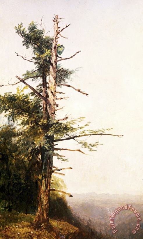 Dying Tree on Mountaintop painting - John Frederick Kensett Dying Tree on Mountaintop Art Print