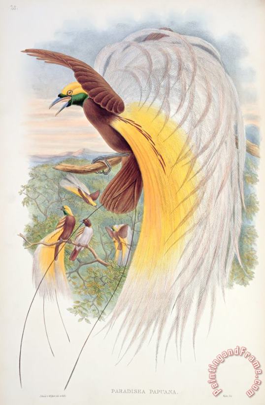 John Gould Bird Of Paradise Art Print