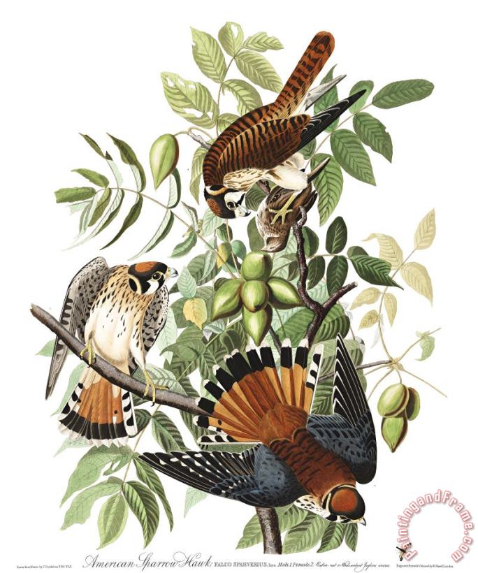 American Sparrow Hawk painting - John James Audubon American Sparrow Hawk Art Print