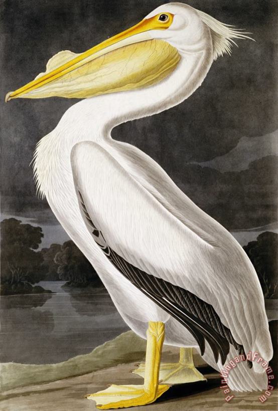 American White Pelican painting - John James Audubon American White Pelican Art Print
