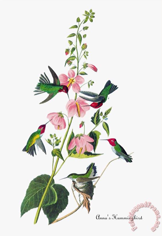 Anna S Hummingbird painting - John James Audubon Anna S Hummingbird Art Print
