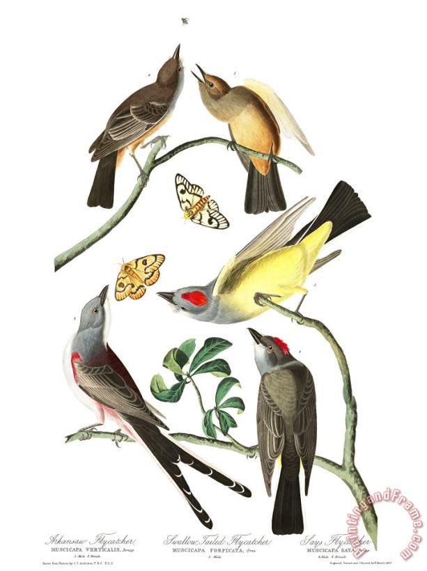 John James Audubon Arkansaw Flycatcher, Swallow Tailed Flycatcher, Says Flycatcher Art Print