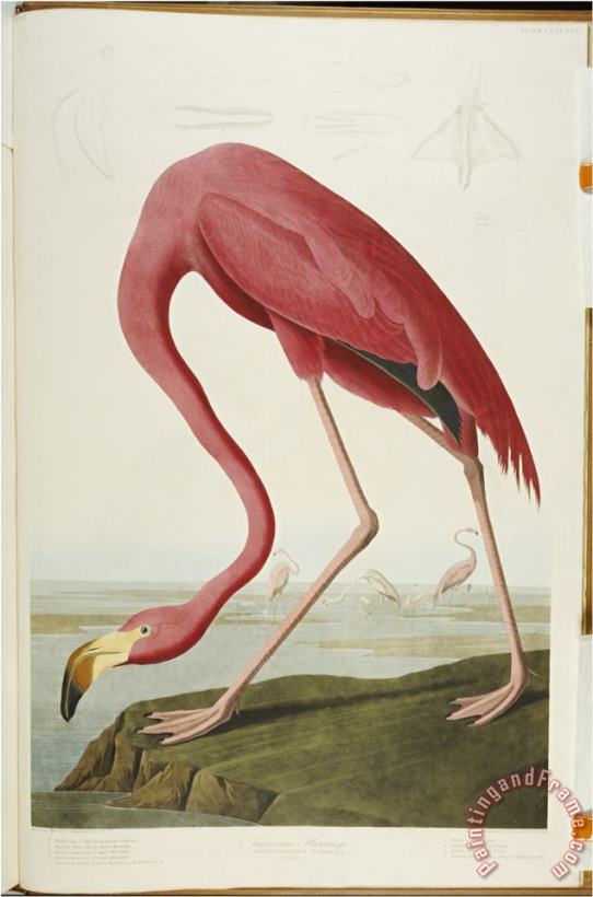 John James Audubon Audubon American Flamingo From The Birds of America Art Painting