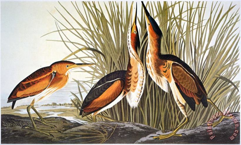 Audubon Bittern painting - John James Audubon Audubon Bittern Art Print