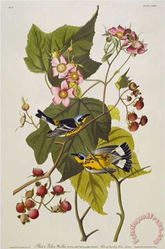 John James Audubon Audubon Black And Yellow Warbler Magnolia Warbler Art Print