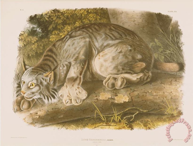 John James Audubon Audubon Canada Lynx Art Print