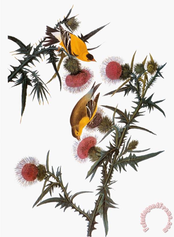 John James Audubon Audubon Goldfinch Art Painting