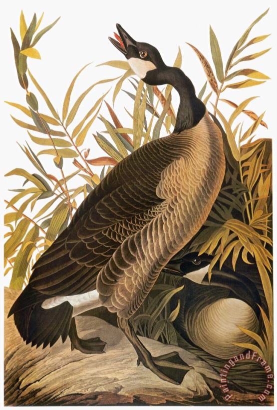 Audubon Goose painting - John James Audubon Audubon Goose Art Print