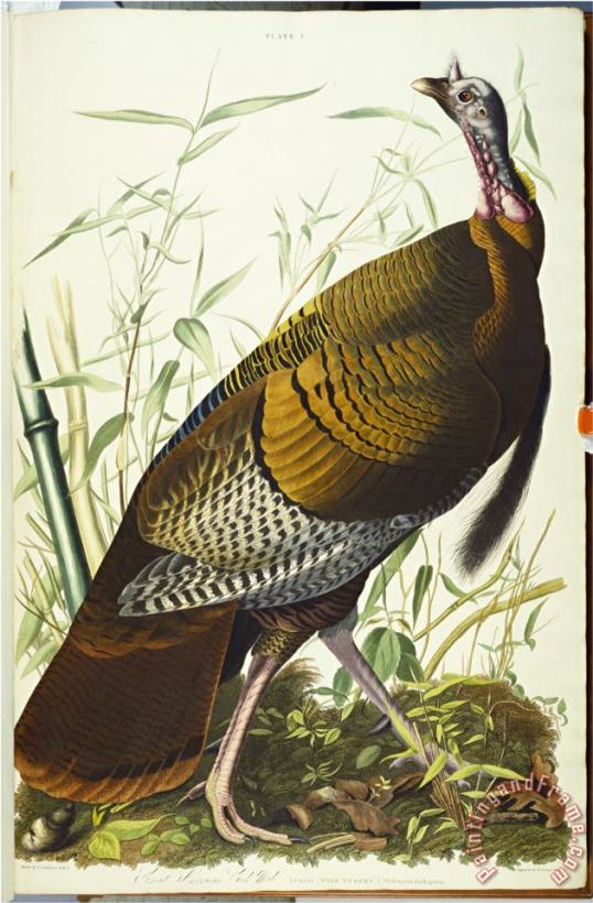 John James Audubon Audubon Great American Beck Male Wild Turkey Art Painting