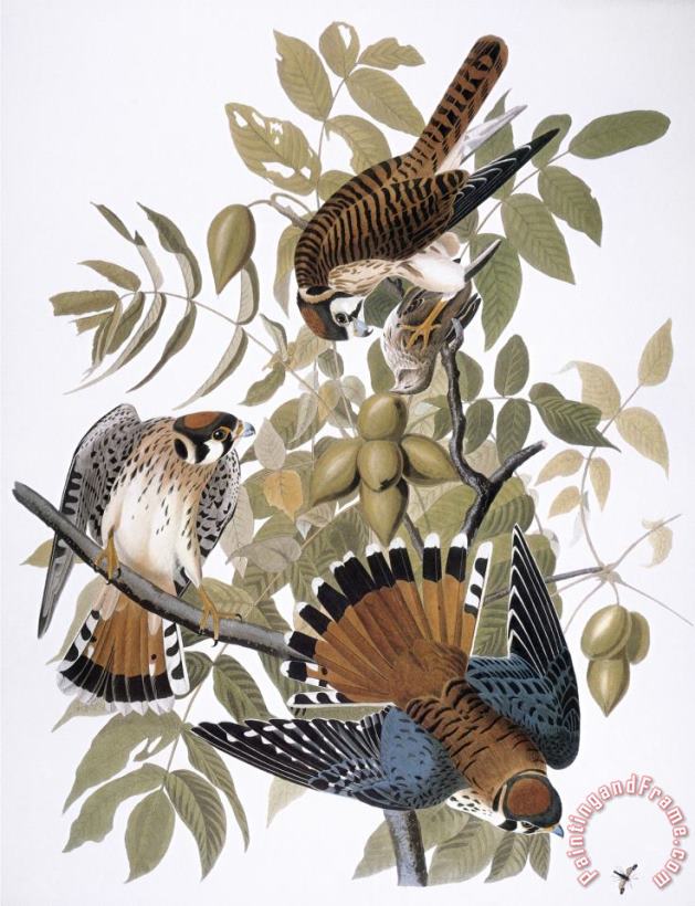 Audubon Kestrel 1827 painting - John James Audubon Audubon Kestrel 1827 Art Print