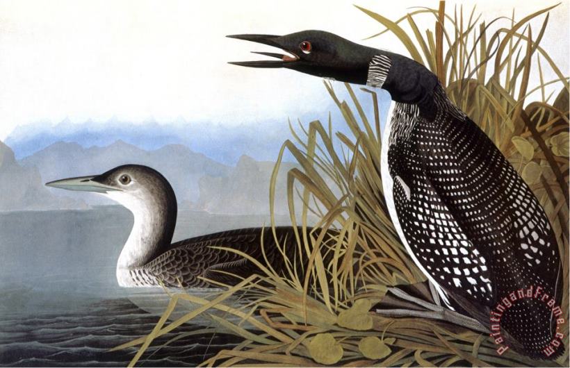 John James Audubon Audubon Loon 1827 Art Painting