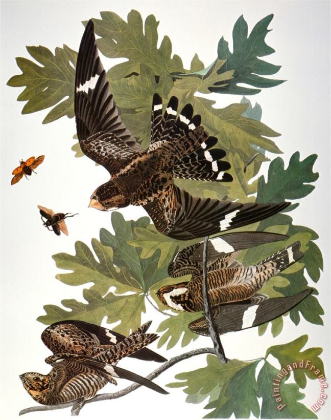 Audubon Nighthawk painting - John James Audubon Audubon Nighthawk Art Print