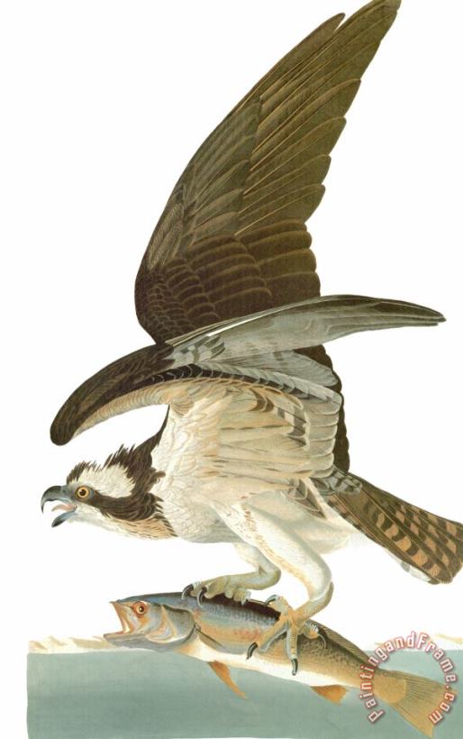 Audubon Osprey painting - John James Audubon Audubon Osprey Art Print