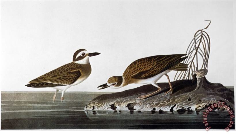 Audubon Plover 1827 38 painting - John James Audubon Audubon Plover 1827 38 Art Print