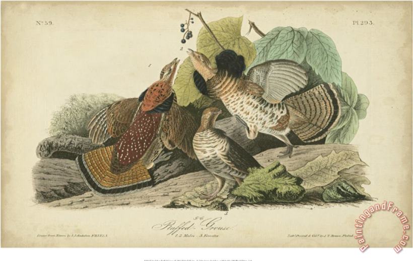 John James Audubon Audubon Ruffed Grouse Art Painting
