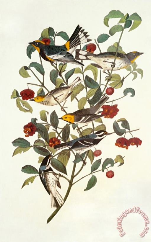 John James Audubon Audubon S Warbler Art Print