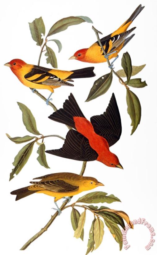 Audubon Tanager 1827 painting - John James Audubon Audubon Tanager 1827 Art Print