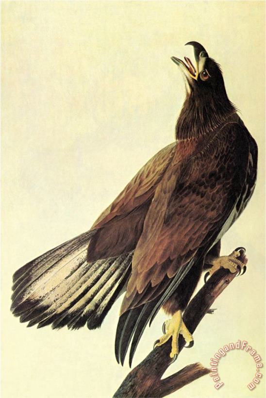 John James Audubon Bald Eagle Art Painting