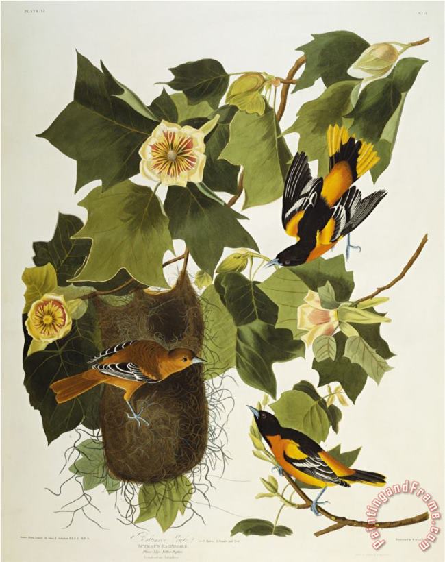John James Audubon Baltimore Oriole Northern Oriole Icterus Galula From The Birds of America Art Print