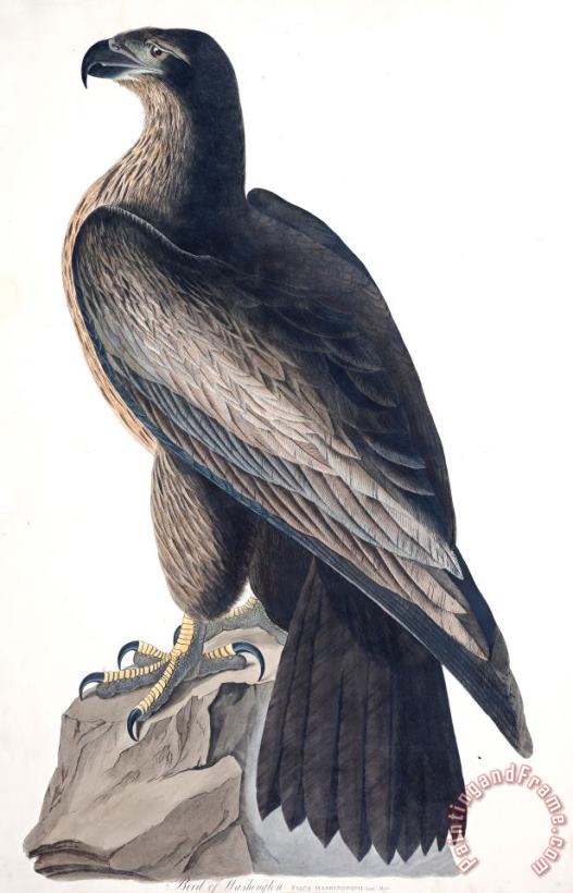 Bird of Washington painting - John James Audubon Bird of Washington Art Print