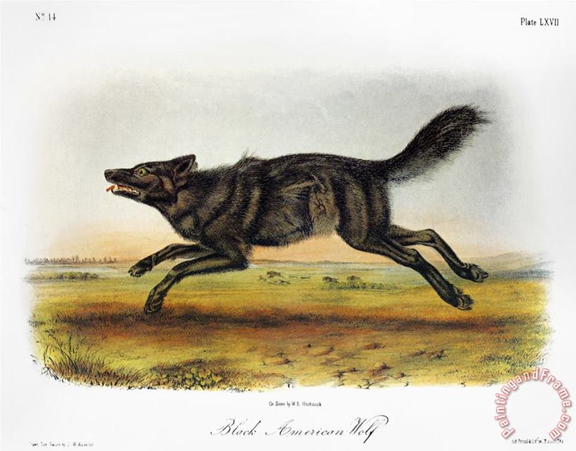 John James Audubon Black American Wolf Art Print