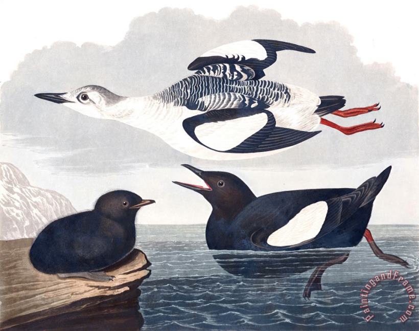 Black Guillemot painting - John James Audubon Black Guillemot Art Print