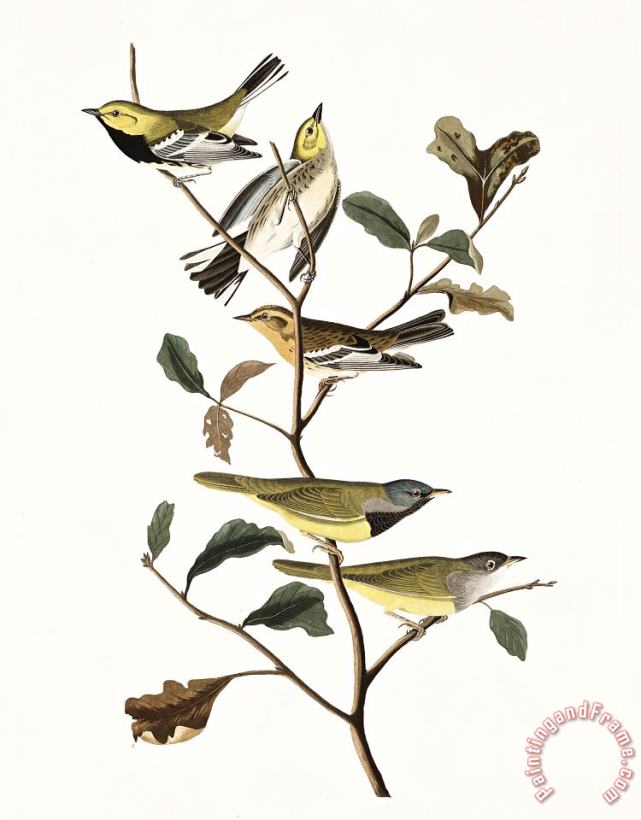 Black Throated Green Warbler, Blackburnian, Mourning Warbler painting - John James Audubon Black Throated Green Warbler, Blackburnian, Mourning Warbler Art Print