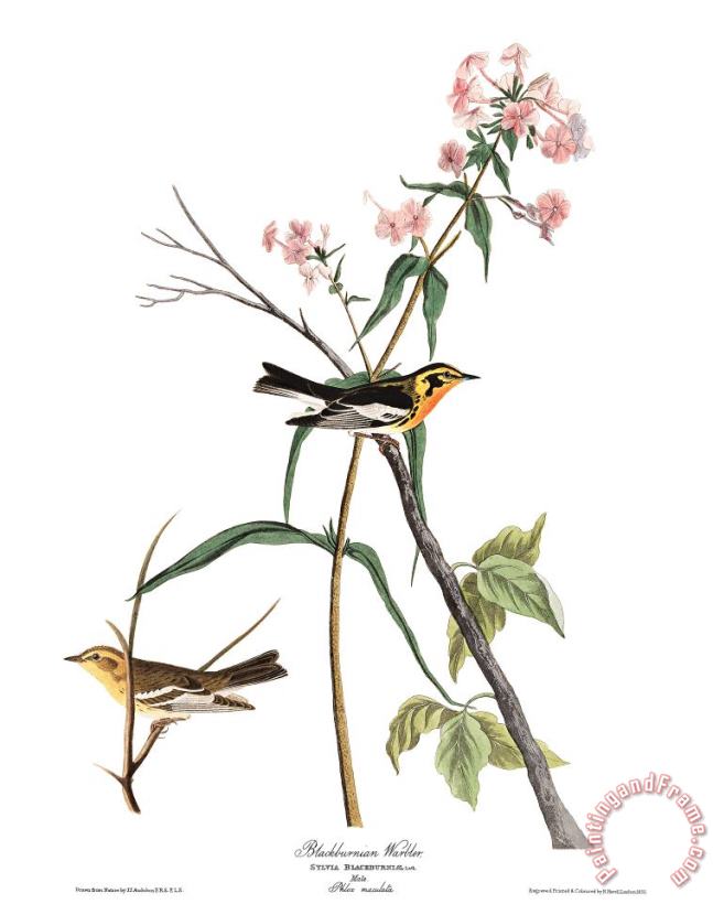 John James Audubon Blackburnian Warbler Art Print