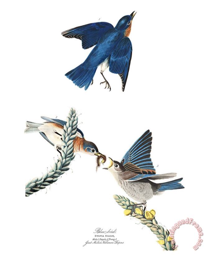 John James Audubon Blue Bird Art Painting
