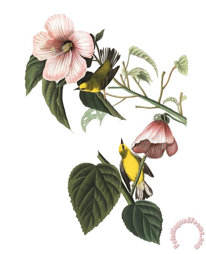 John James Audubon Blue Winged Yellow Warbler Art Painting