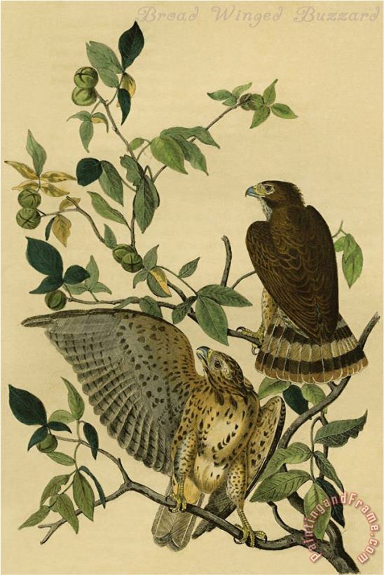 Broad Winged Buzzard painting - John James Audubon Broad Winged Buzzard Art Print