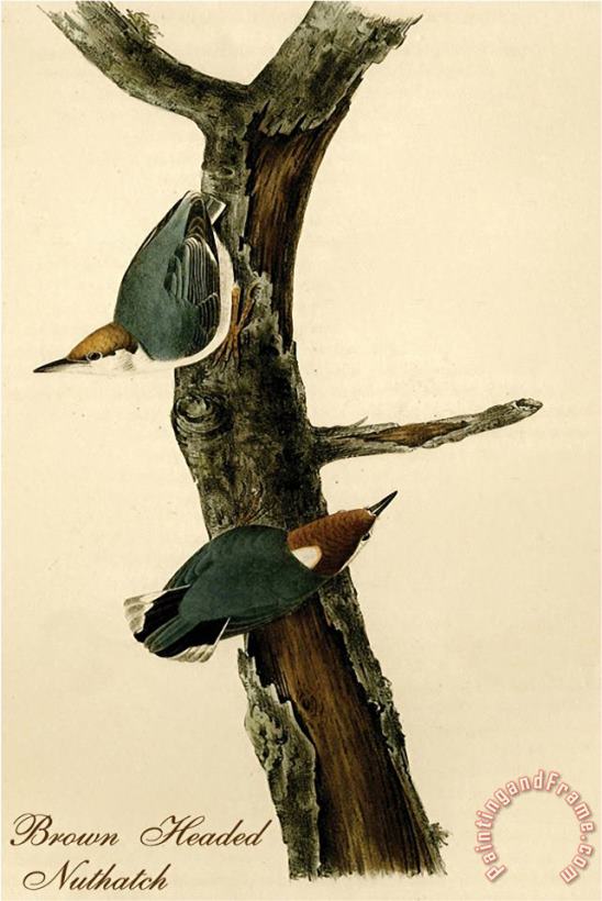 John James Audubon Brown Headed Nuthatch Art Print