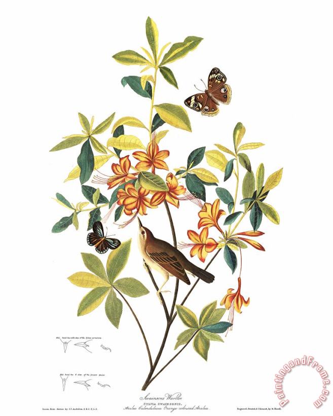 John James Audubon Brown Headed Worm Eating Warbler Art Print
