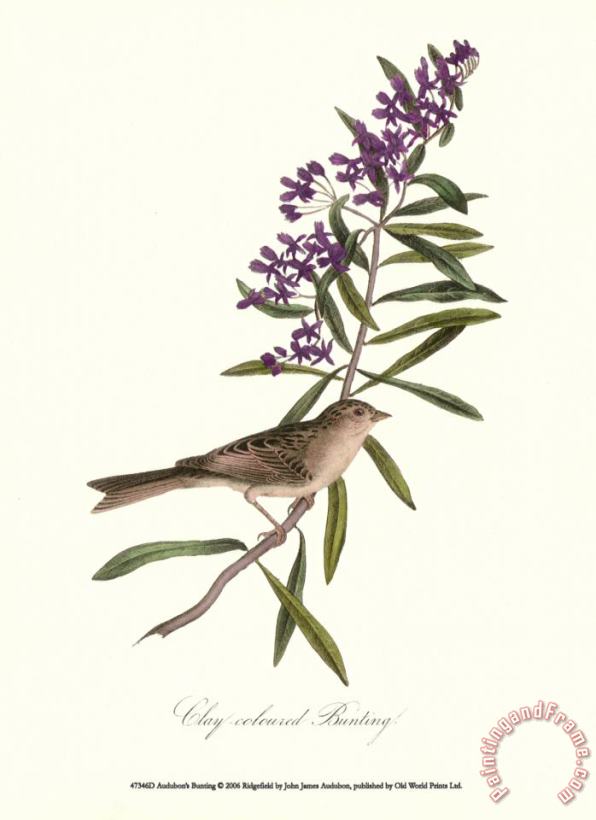 John James Audubon Bunting Art Print