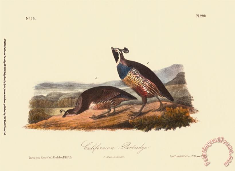 John James Audubon California Partridge Art Print