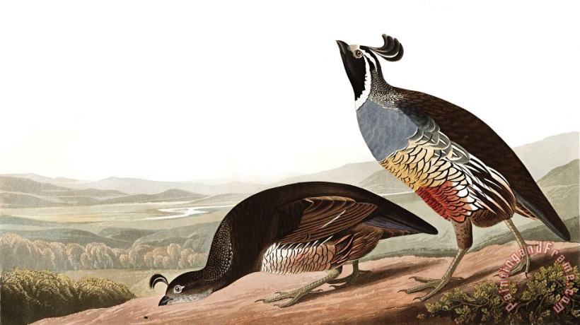 John James Audubon California Partridge Art Painting