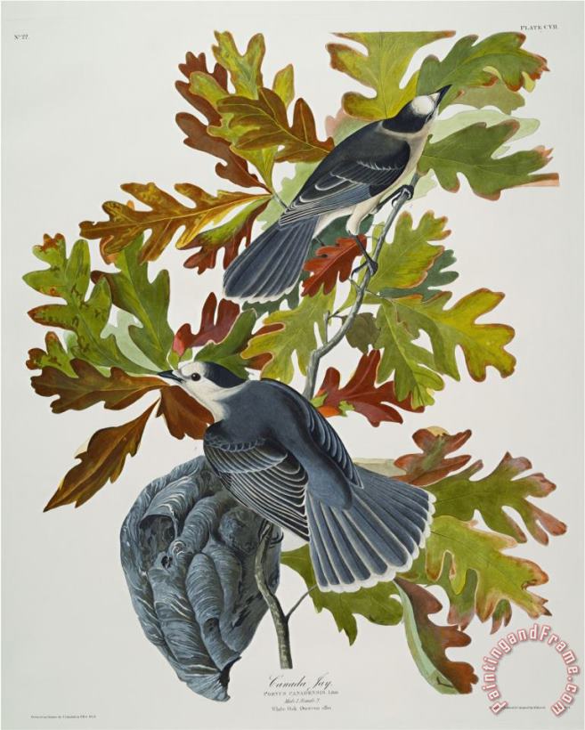 John James Audubon Canada Jay Corvus Canadensis Plate Cvii From The Birds of America Art Painting