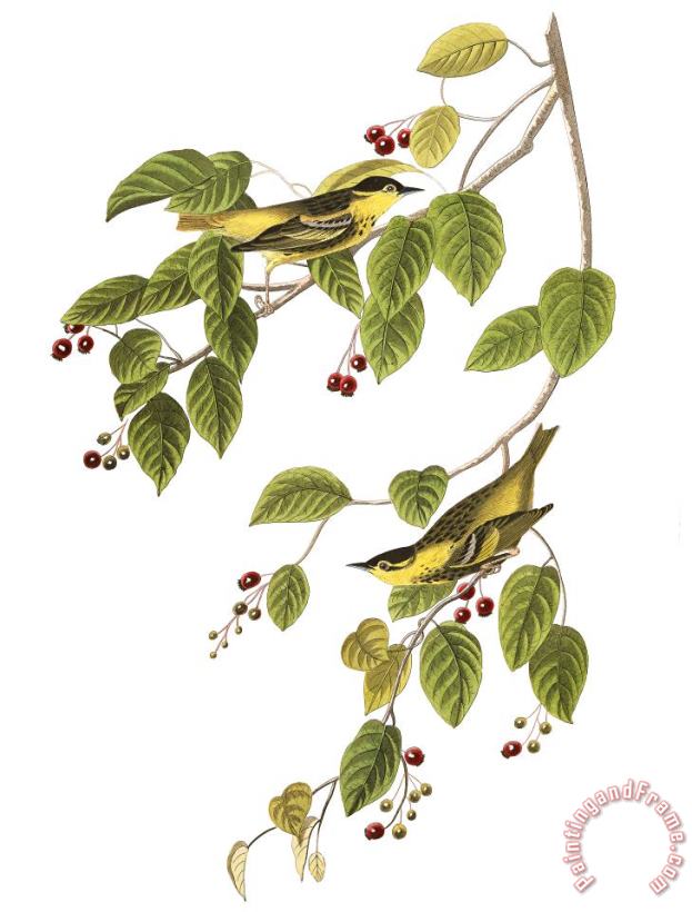 Carbonated Warbler painting - John James Audubon Carbonated Warbler Art Print