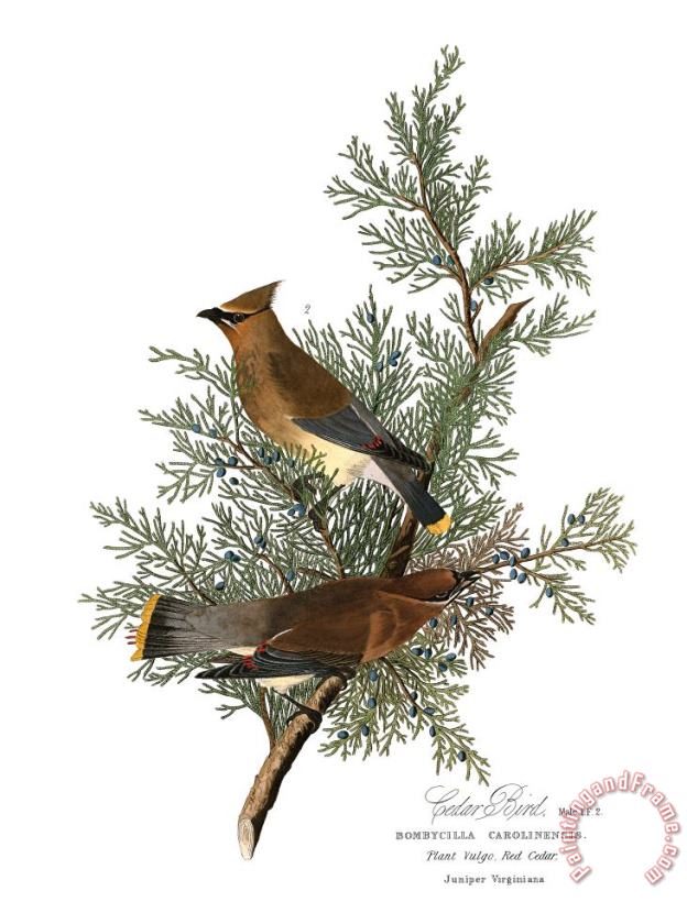 John James Audubon Cedar Bird Art Print
