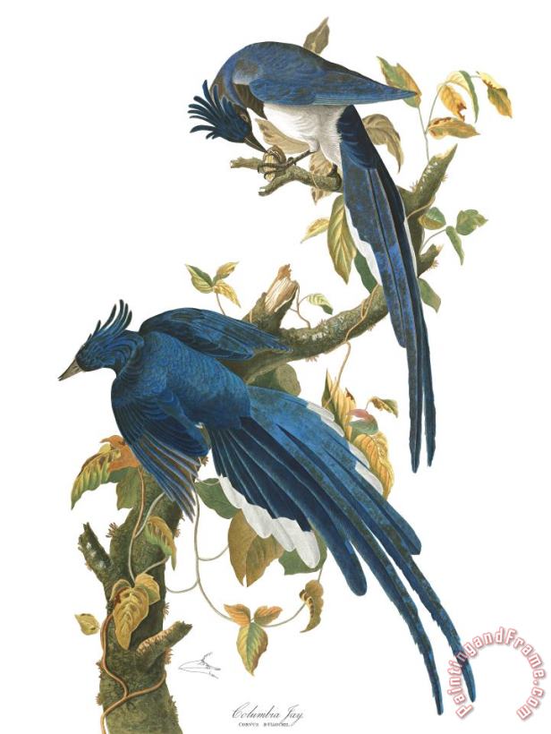 John James Audubon Columbia Jay Art Painting