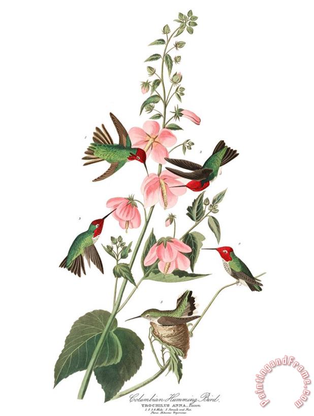 John James Audubon Columbian Humming Bird Art Painting